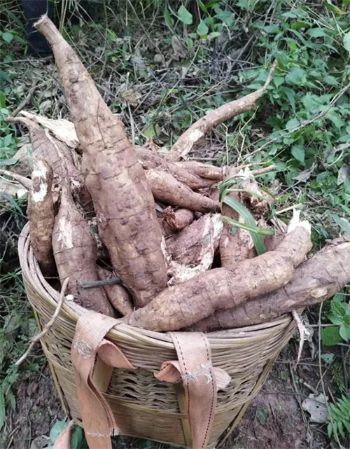 野生葛粉
